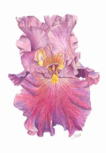 pink and purple bearded iris