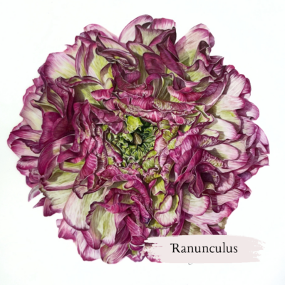 purple and green ranunculus